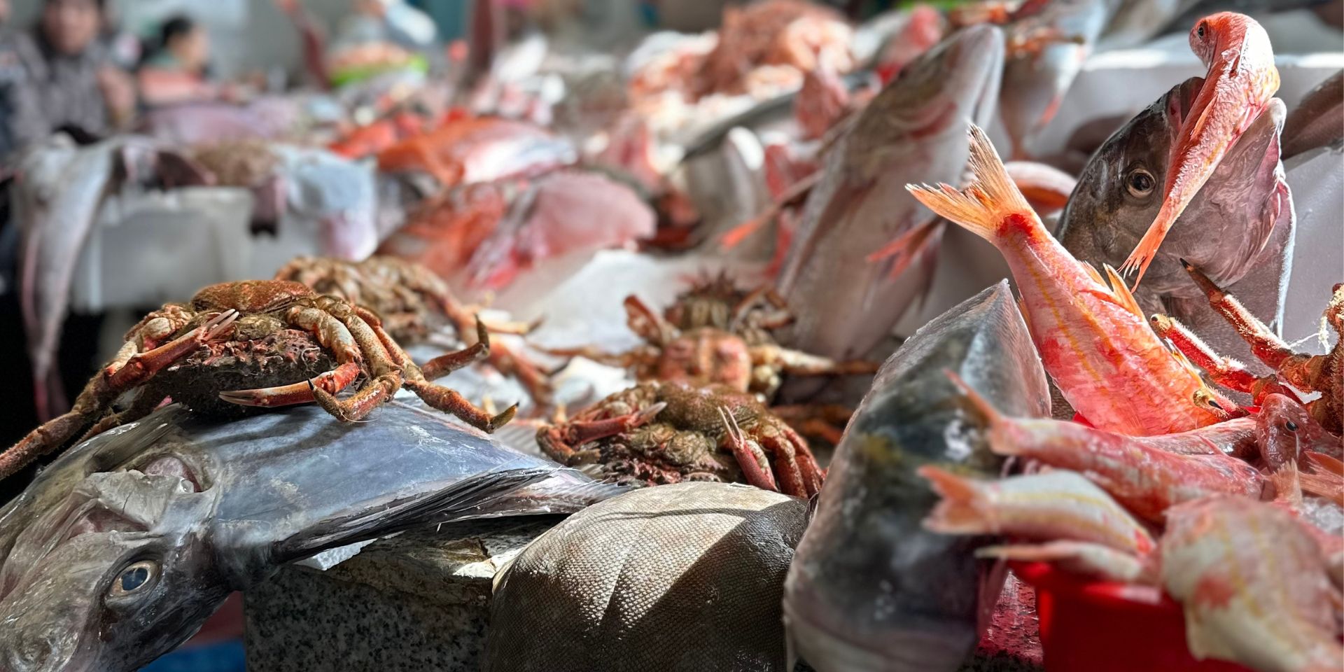 A variety of fresh seafood, including fish and crustaceans, displayed on ice at a market during a Tangier food tour.